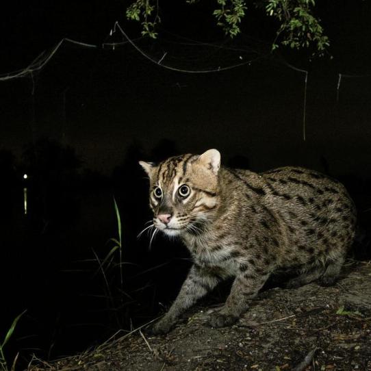 Fishing cat